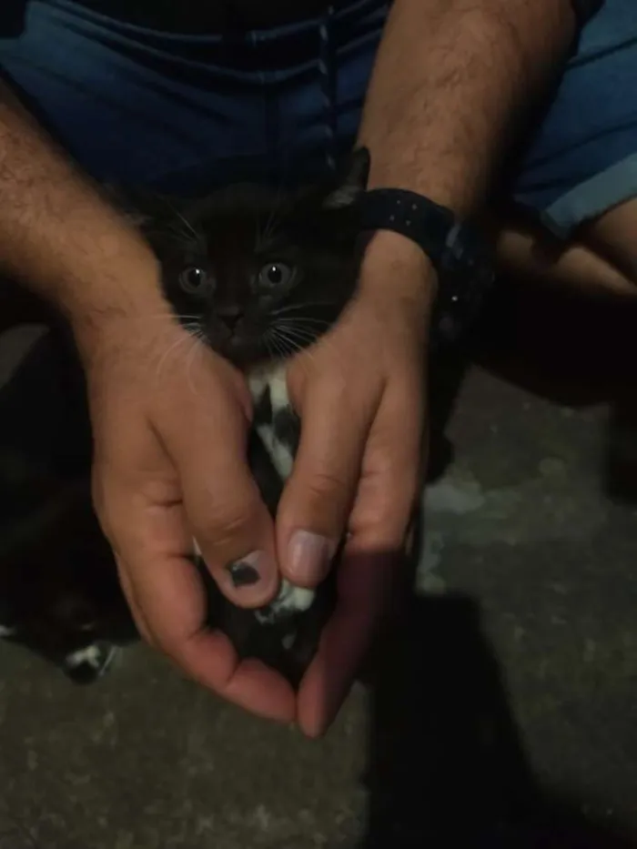 Gato ra a Indefinida idade Abaixo de 2 meses nome Filhote