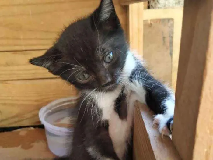 Gato ra a Indefinida idade Abaixo de 2 meses nome Filhote