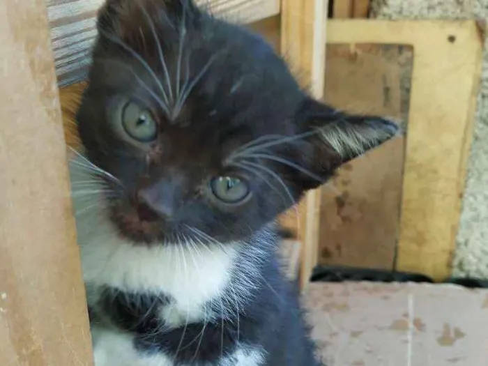 Gato ra a Indefinida idade Abaixo de 2 meses nome Filhote