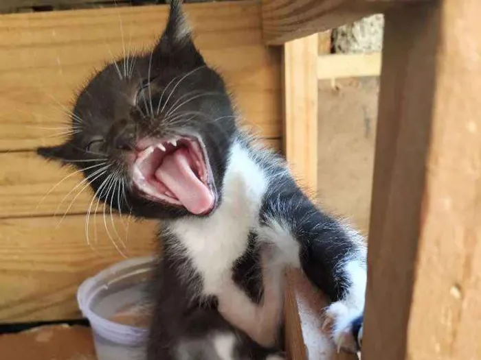 Gato ra a Indefinida idade Abaixo de 2 meses nome Filhote
