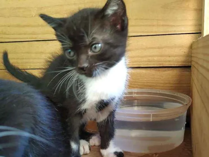 Gato ra a Indefinida idade Abaixo de 2 meses nome Filhote