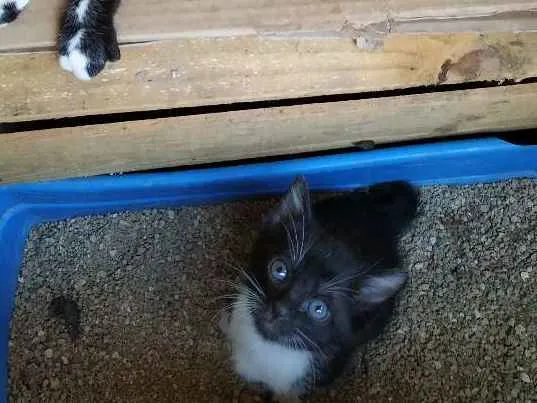 Gato ra a Indefinida idade Abaixo de 2 meses nome Filhote