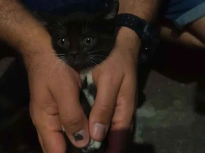 Gato ra a Indefinida idade Abaixo de 2 meses nome Filhote