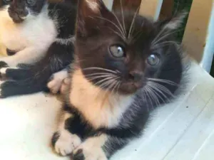 Gato raça Indefinida idade Abaixo de 2 meses nome Filhote
