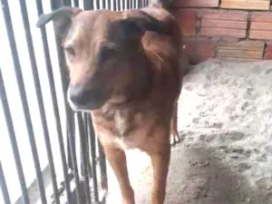 Cachorro raça RND idade  nome Neguinha