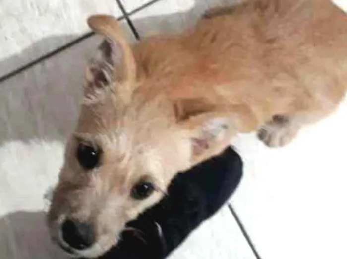 Cachorro ra a Viralata idade 2 a 6 meses nome Mel