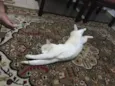 Gabiru