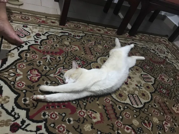 Gato ra a Vira-Lata idade 6 ou mais anos nome Gabiru