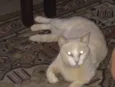 Gabiru