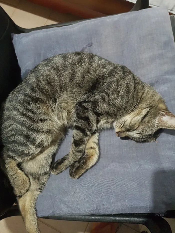 Gato ra a Vira-Lata idade 5 anos nome Biri
