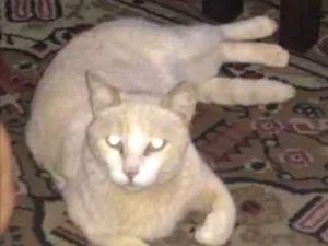 Gato raça Vira-Lata idade 6 ou mais anos nome Gabiru