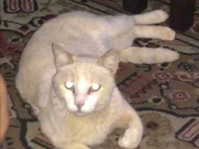 Gato ra a Vira-Lata idade 6 ou mais anos nome Gabiru