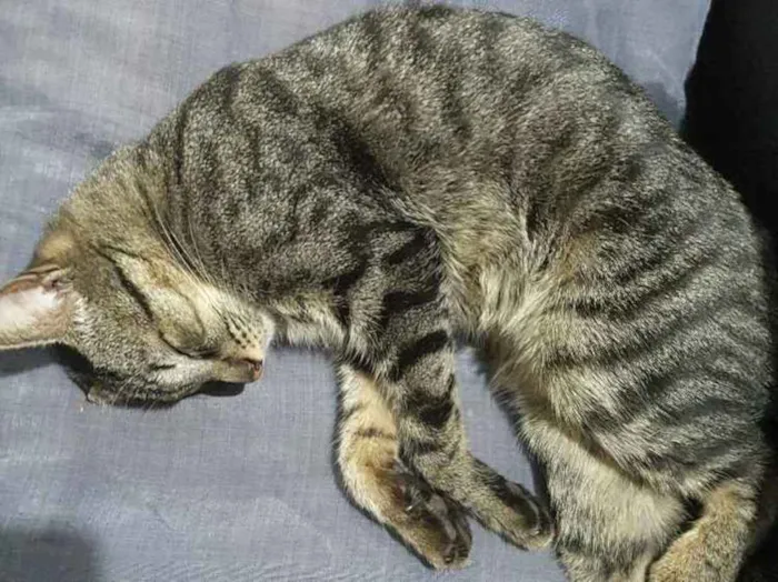 Gato ra a Vira-Lata idade 5 anos nome Biri