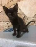 Gato raça Srd idade 2 a 6 meses nome Filhotes