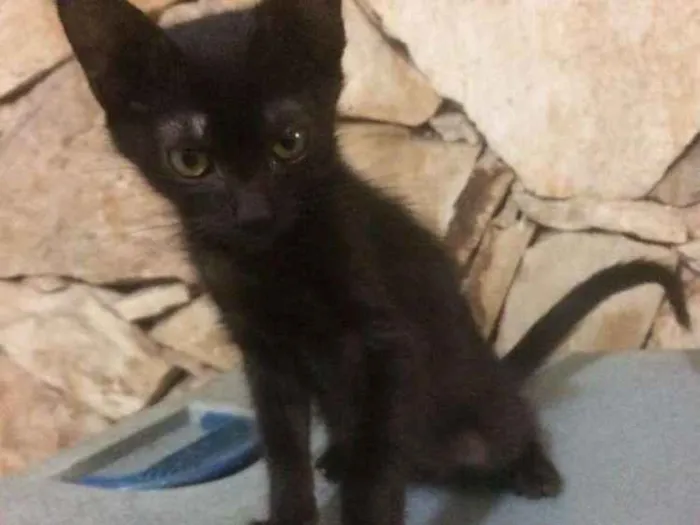 Gato raça Srd idade 2 a 6 meses nome Filhotes