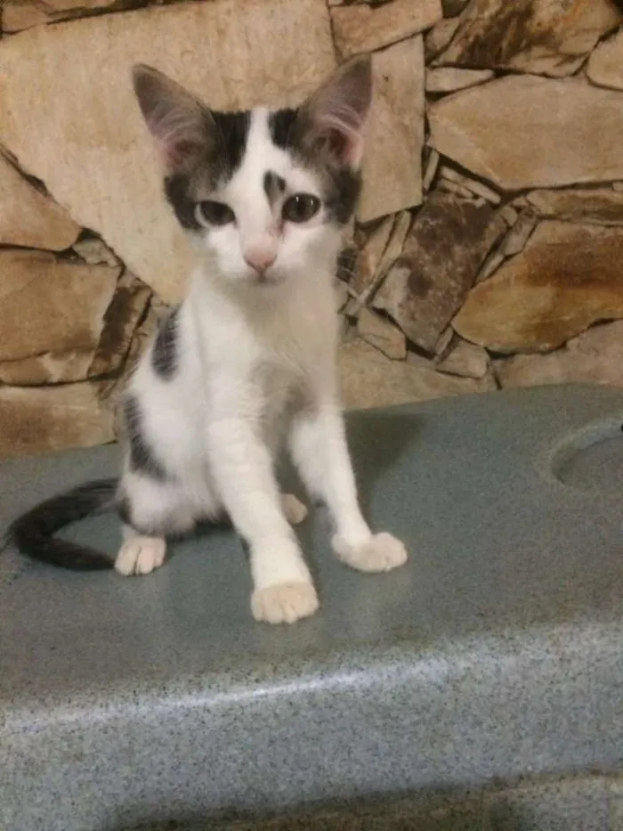 Gato raça Srd idade 2 a 6 meses nome Filhotes