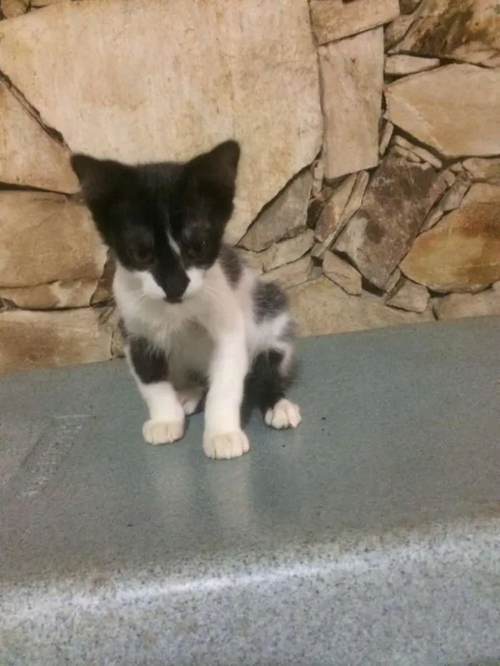 Gato raça Srd idade 2 a 6 meses nome Filhotes