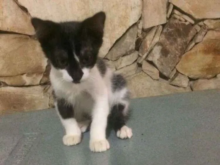 Gato raça Srd idade 2 a 6 meses nome Filhotes