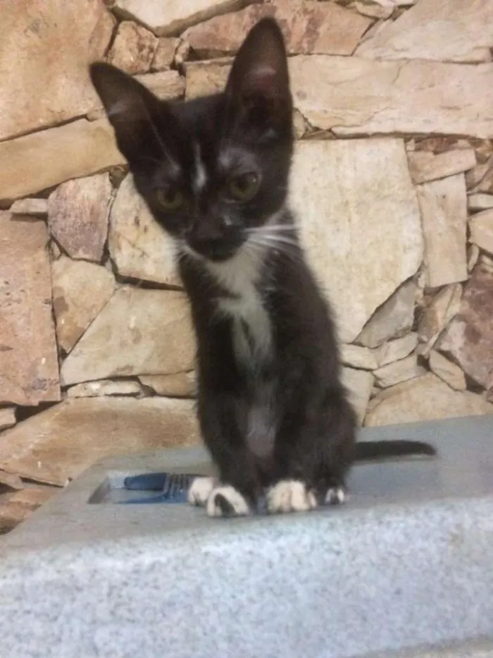 Gato raça Srd idade 2 a 6 meses nome Filhotes