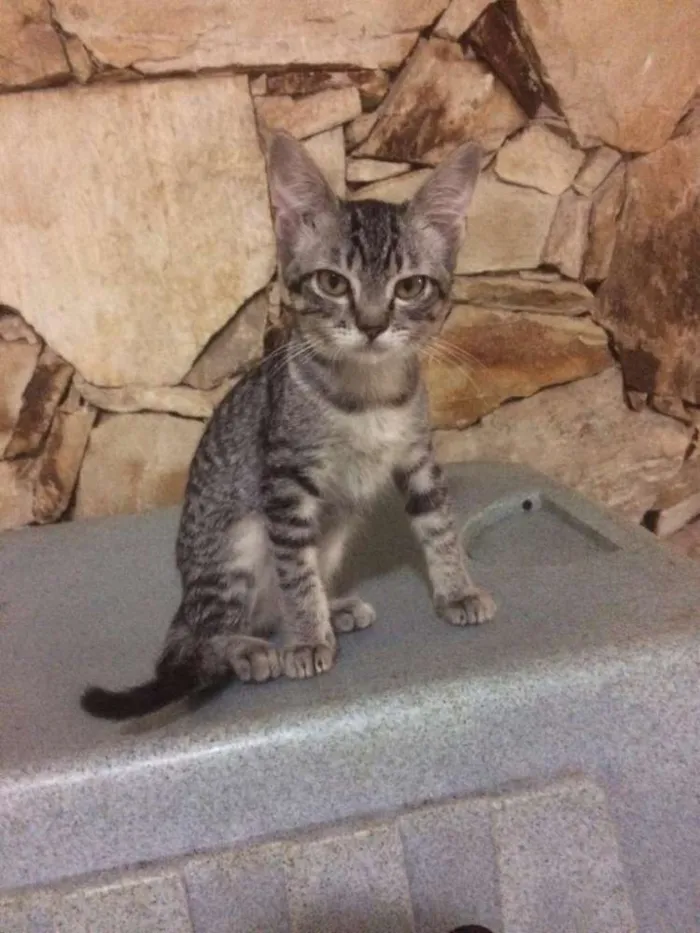 Gato raça Srd idade 2 a 6 meses nome Filhotes