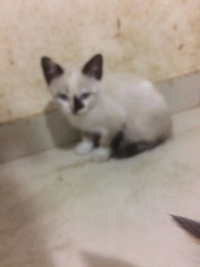 Gato raça Srd idade 2 a 6 meses nome Filhotes
