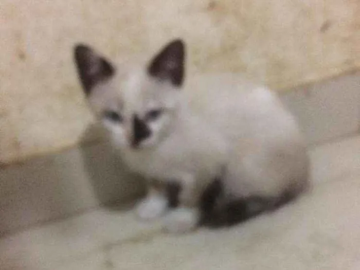 Gato raça Srd idade 2 a 6 meses nome Filhotes