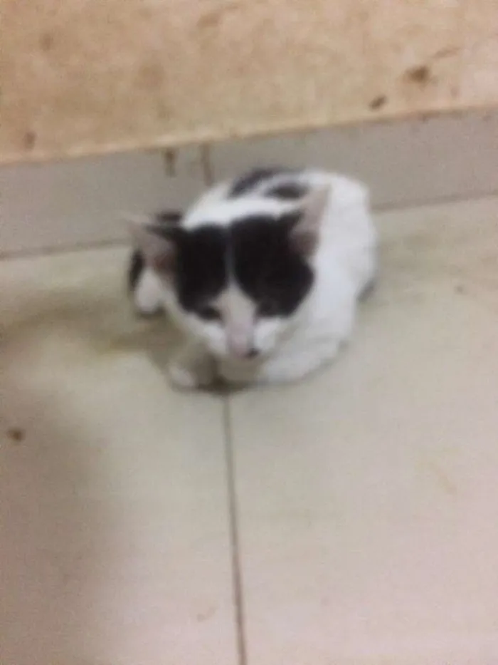 Gato raça Srd idade 2 a 6 meses nome Filhotes