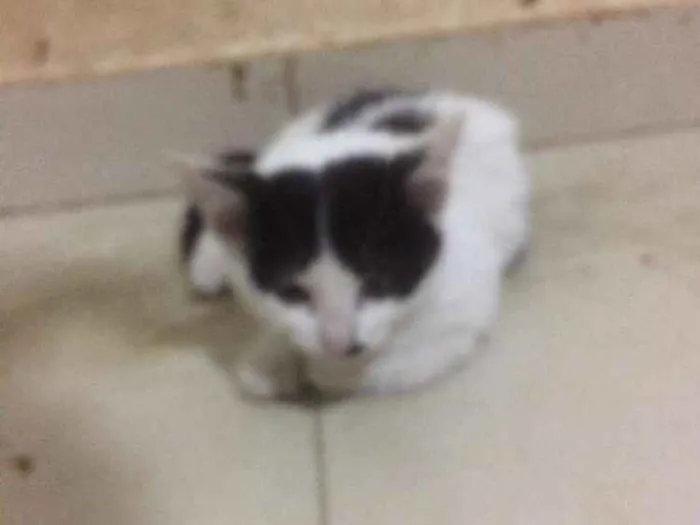 Gato raça Srd idade 2 a 6 meses nome Filhotes