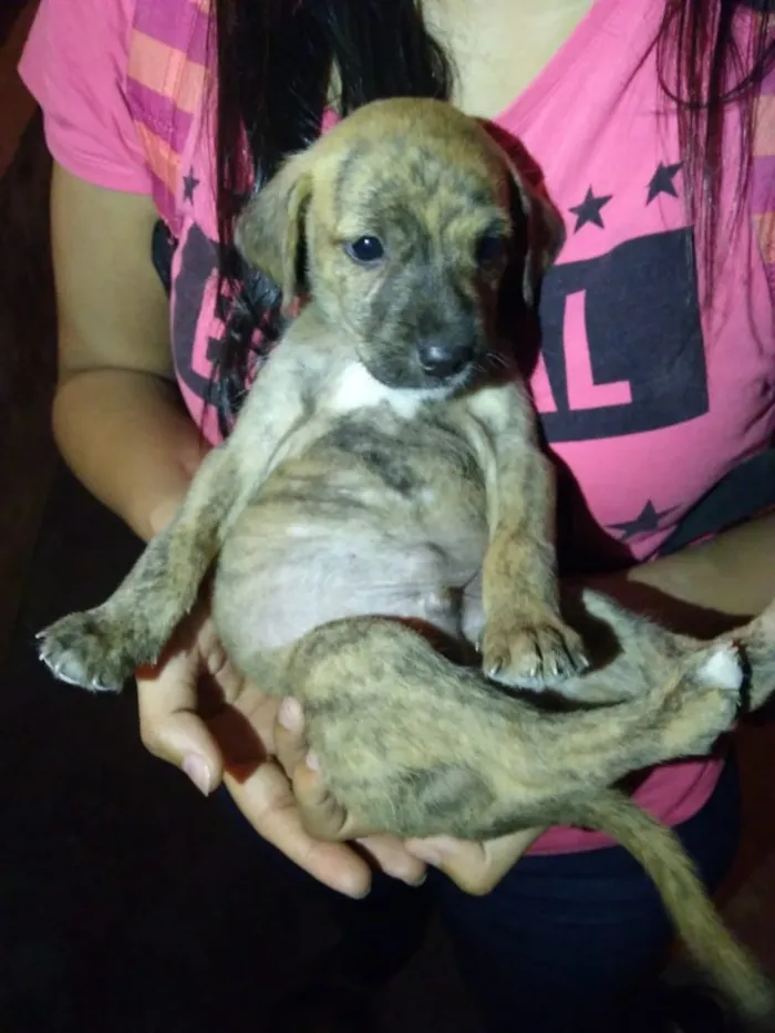 Cachorro ra a Vira Lata idade Abaixo de 2 meses nome Sem nome