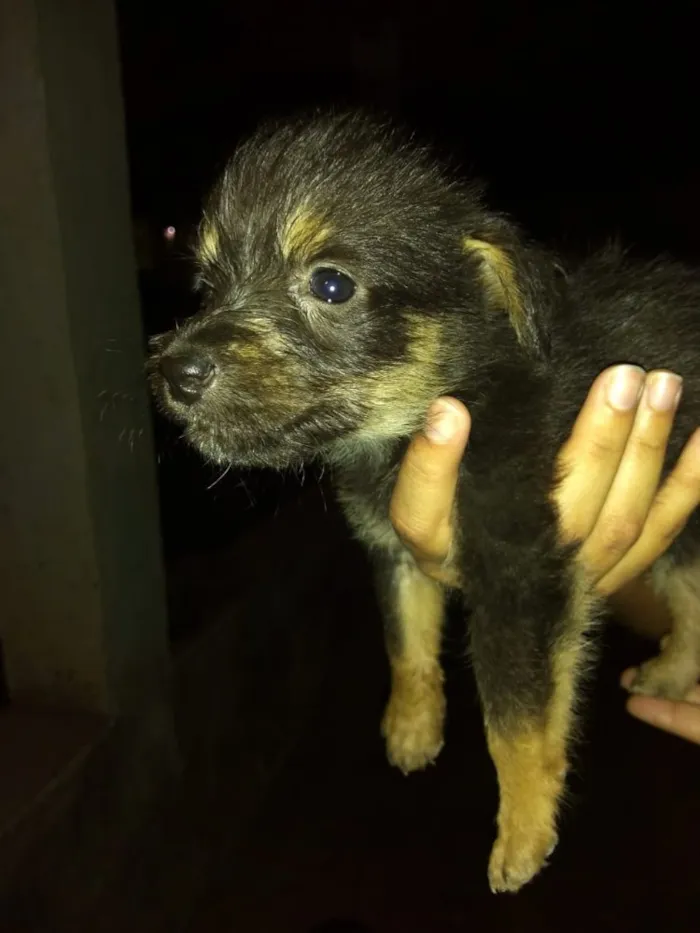 Cachorro ra a Vira Lata idade Abaixo de 2 meses nome Sem nome