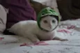 Milk