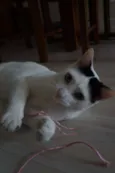 Milk
