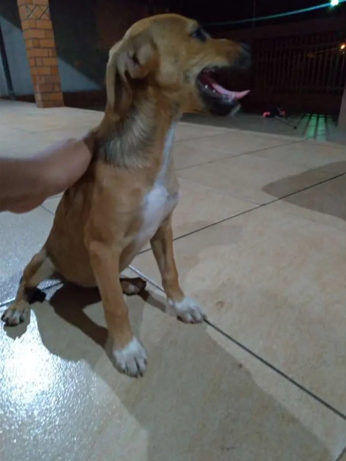 Cachorro ra a  idade 2 a 6 meses nome Sem nome