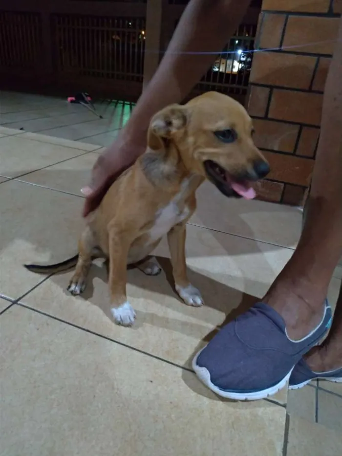 Cachorro ra a  idade 2 a 6 meses nome Sem nome