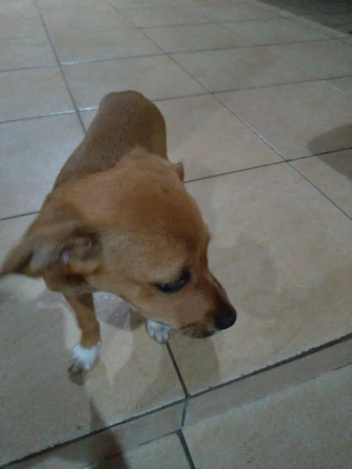 Cachorro ra a  idade 2 a 6 meses nome Sem nome