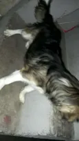 Snopy