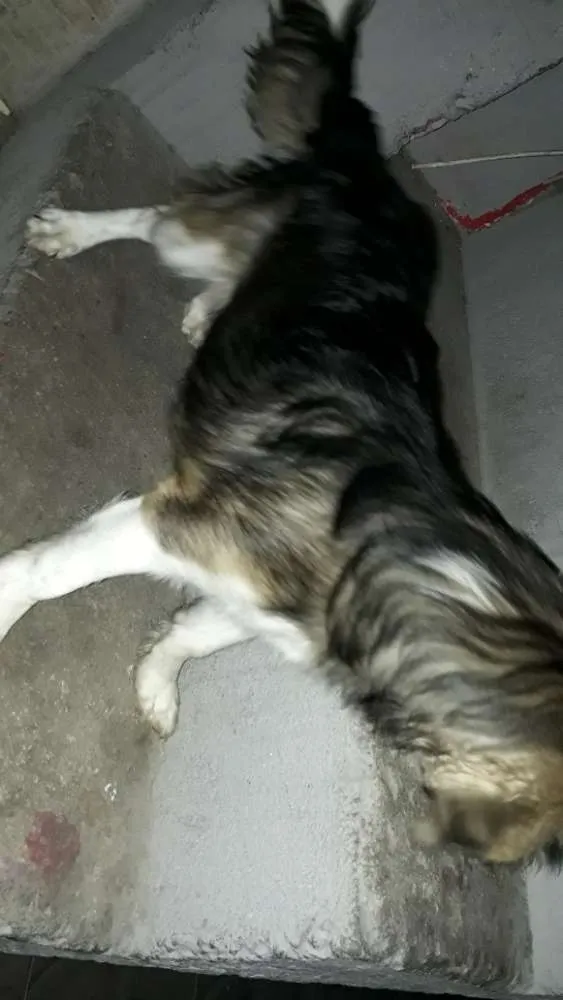 Cachorro raça Desconhecida  idade 2 a 6 meses nome Snopy