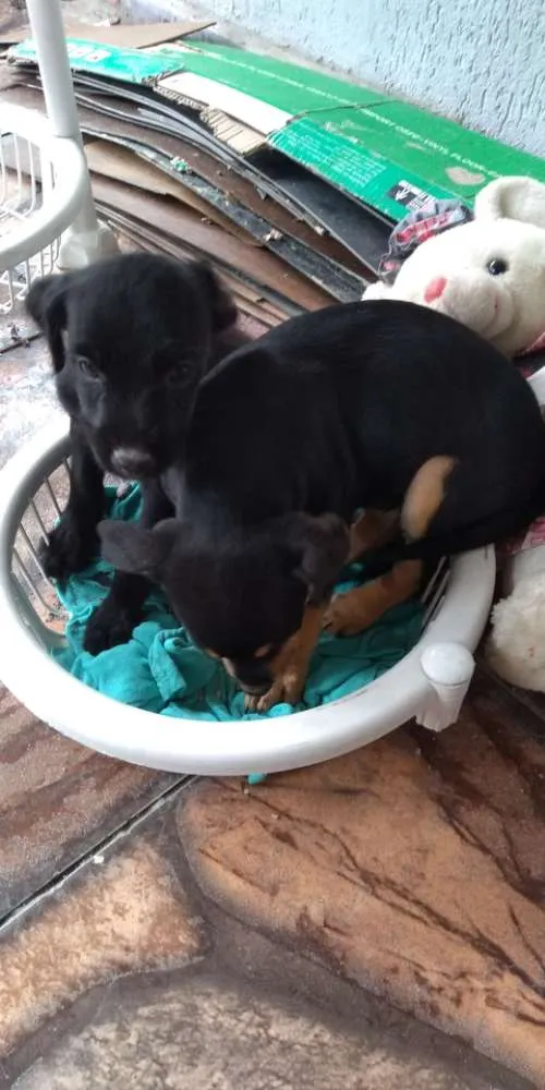 Cachorro ra a Mestiça idade 2 a 6 meses nome Não tem nome