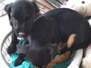 Cachorro raça Mestiça idade 2 a 6 meses nome Não tem nome