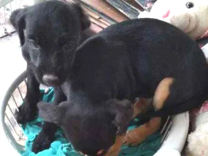 Cachorro ra a Mestiça idade 2 a 6 meses nome Não tem nome