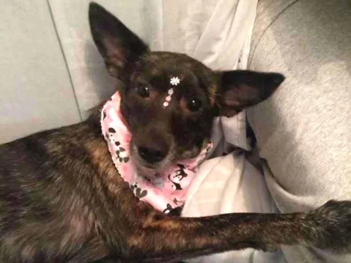 Cachorro raça Srd idade 1 ano nome Maju