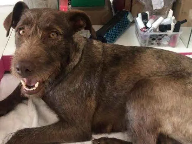 Cachorro raça Srd idade 1 ano nome Kiara