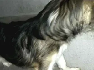 Cachorro raça Desconhecida  idade 2 a 6 meses nome Snopy