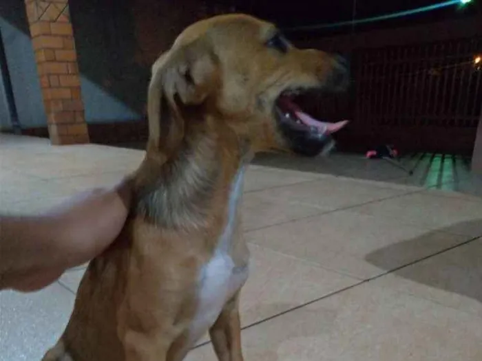 Cachorro ra a  idade 2 a 6 meses nome Sem nome