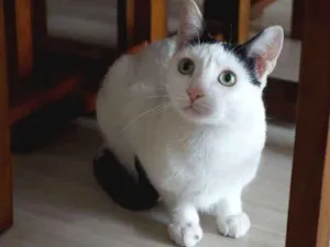 Gato raça  idade 2 anos nome Milk