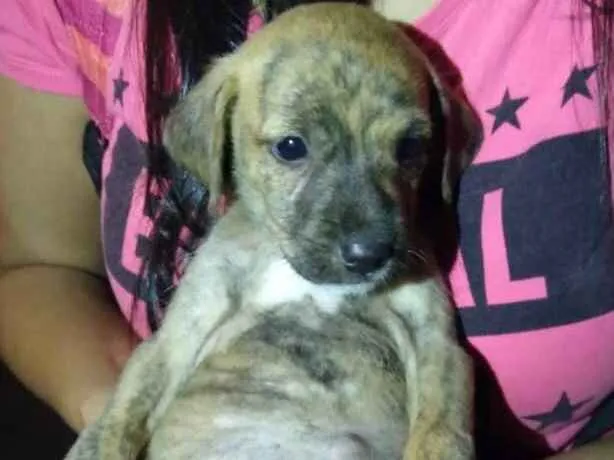 Cachorro ra a Vira Lata idade Abaixo de 2 meses nome Sem nome