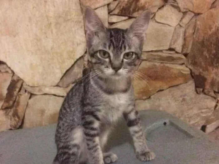 Gato raça Srd idade 2 a 6 meses nome Filhotes