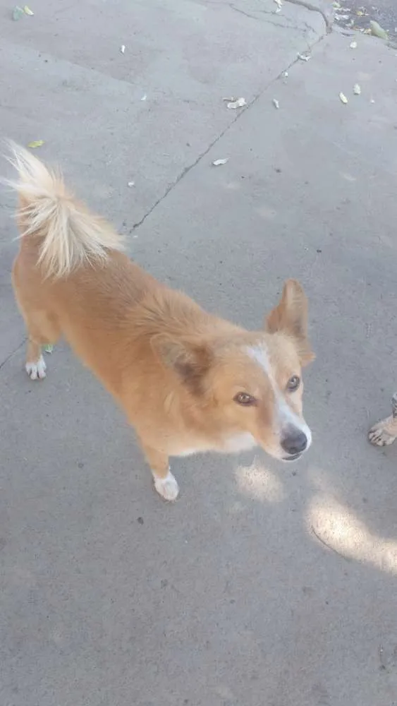 Cachorro ra a INDEFINIDA idade 2 anos nome SEM NOME