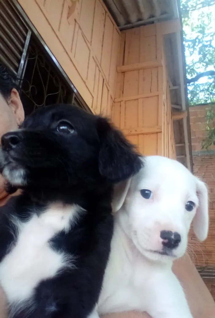 Cachorro ra a Indefinida idade 2 a 6 meses nome Sem nome