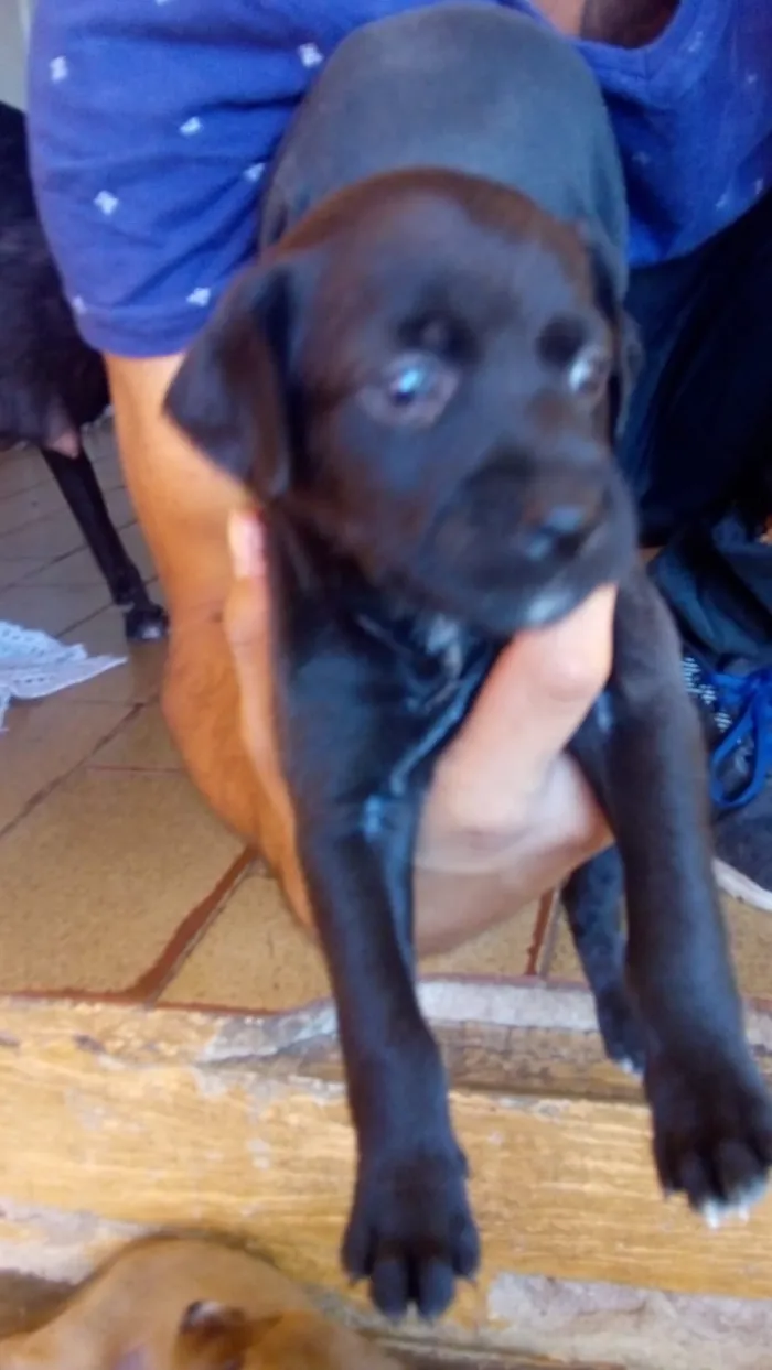Cachorro ra a Indefinida idade 2 a 6 meses nome Sem nome